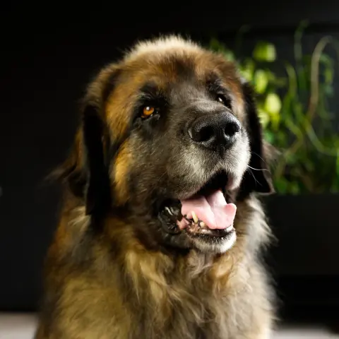 Haribo